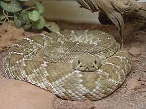 Crotalus ruber