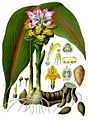 Curcuma zedoaria - Köhler–s Medizinal-Pflanzen-048