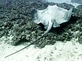 Dasyatis lata oahu