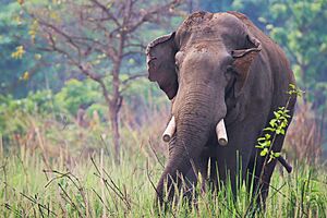 Dhurbe; Wild Asian Elephant
