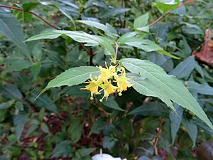 Diervilla sessilifolia 01