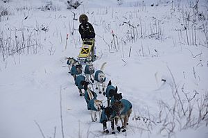 Dogsledding.Yukon