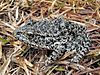 Dusky Gopher Frog-a.jpg