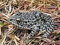 Dusky Gopher Frog-a