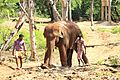 Elephant Raju at Indira Gandhi Zoological Park, Visakhapatnam