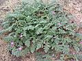Erodium cicutarium03