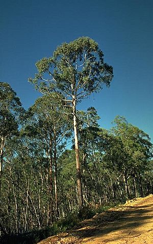 Eucalyptus delegatensis habit.jpg