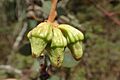 Eucalyptus kessellii kessellii buds