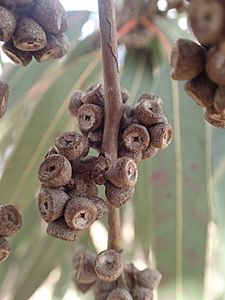 Eucalyptus michaeliana fruit