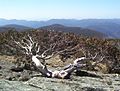Eucalyptus niphophila - Mount Ginini - Namadgi National Park