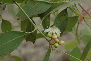 Eucalyptus patellaris.jpg