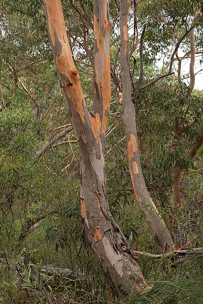 Eucalyptus punctatatrunk