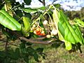 Euonymus fortunei 2