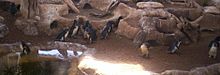 Fairy-Penguins-at-Sea-World-2