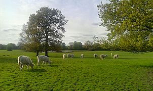 Farmland at Osterley Park