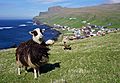 Faroese sheep Sumba 1