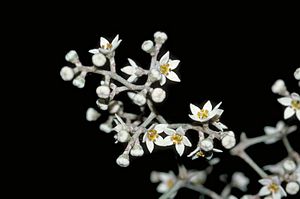 Flindersia brassii flowers