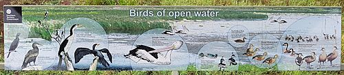 Fogg Dam signs - Birds of the Open Water (01)