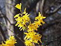 Flowering branch of forsythia amid bare trees