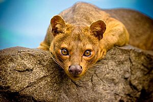 Fossa Stare Down (2616261882)