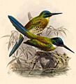 Galbula leucogastra Keulemans