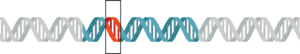 Gene Mutation (NIH BioArt 170)