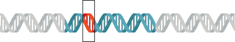 Gene Mutation (NIH BioArt 170)