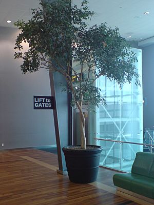 Gigantic Potted Tree Auckland Airport