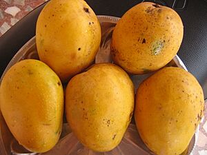GntMango2
