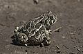 Great Plains toad (cropped)
