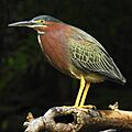 GreenHeron Gam