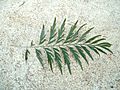 Grevillea robusta leaf 01