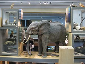 Hancock Elephant