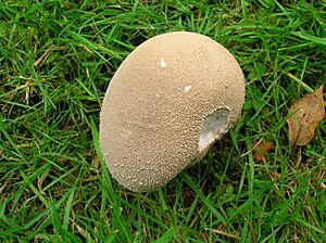 Handkea excipuliformis (Scop.) Kreisel, 1989 (Pestle Puffball) - upper surface