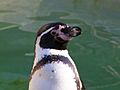 Humboldt Penguin (Spheniscus humboldti)-upper body