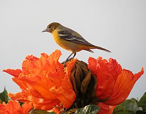 Icterus galbula Turpial de Baltimore Baltimore Oriole ( female) (8315125790)