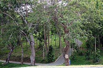 Jardín Botánico y Cultural en Caguas, Puerto Rico