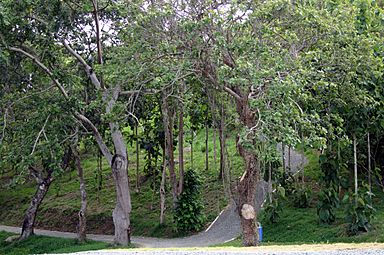 Jardín Botánico y Cultural en Caguas, Puerto Rico