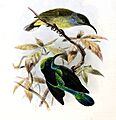 Leptocoma sericea (theresiae) chlorolaema Keulemans