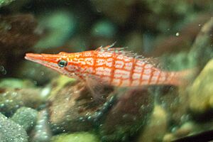 Longnose Hawkfish at the Shedd Aquarium