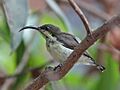 Loten'sSunbird(F)