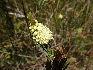 Melaleuca paludicola flowers.jpg