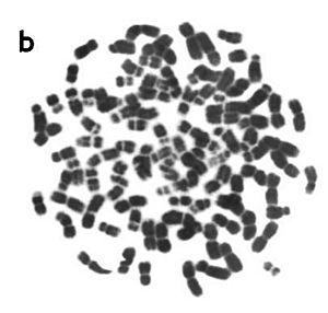 Metaphase spread of the Viscacha rat (Tympanoctomys barrerae)
