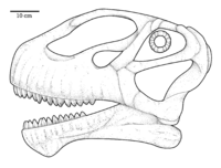 Mierasaurus Skull.png