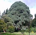 Montezuma Pine at Sheffield Park