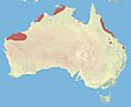 Northern Quoll