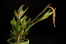 Oberonia crateriformis D.L.Jones & M.A.Clem., Austral. Orchid Res. 5 9 (2006) (44391049555)