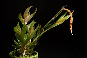 Oberonia crateriformis D.L.Jones & M.A.Clem., Austral. Orchid Res. 5 9 (2006) (44391049555)
