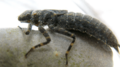 Odonata nymph 1 (6016609118)