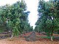 Olive Grove prunings in neat rows. Ostuni, Puglia